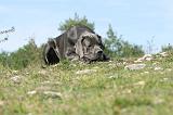 DOGUE ALLEMAND 014